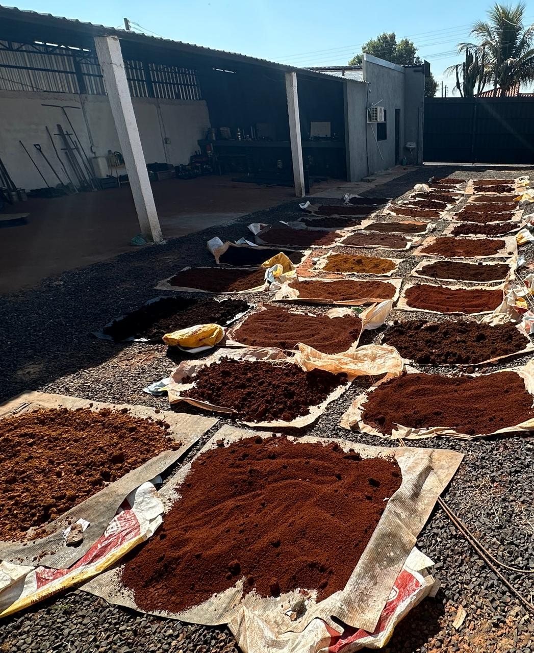 Amostras de solo em secagem no laboratório